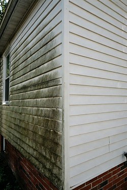 ALGAE AND DIRT REMOVAL